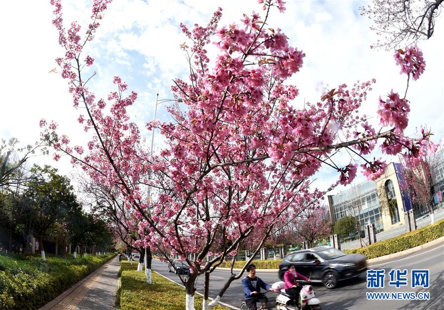 「春の都市」昆明に咲く冬桜　雲(yún)南省