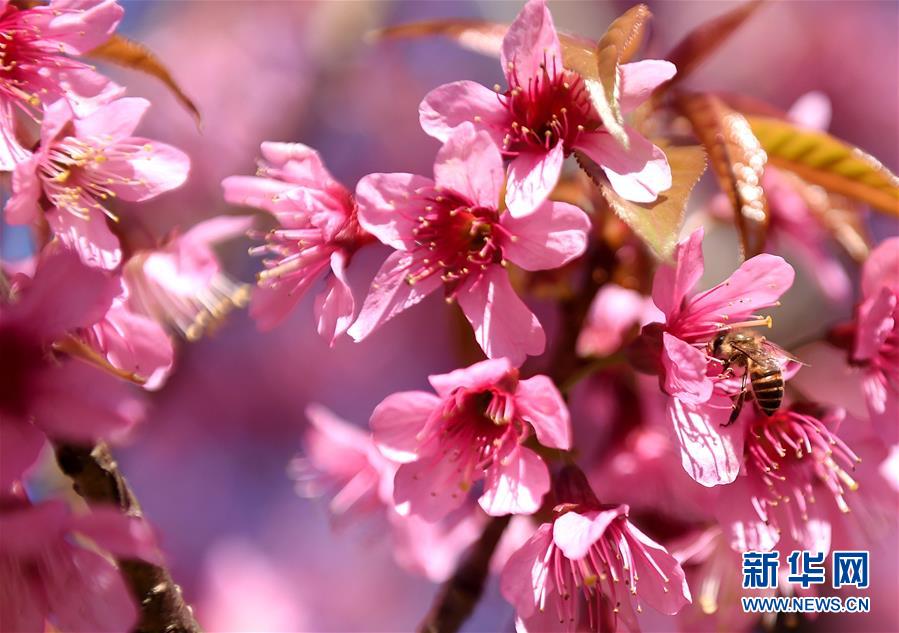 「春の都市」昆明に咲く冬桜　雲(yún)南省