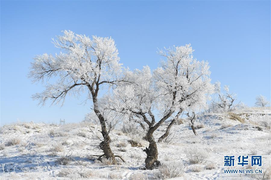 錫林郭勒（シリンゴル）盟錫林浩特（シリンホト）市郊外の雪原で撮影された霧氷（1月13日撮影?劉磊）。