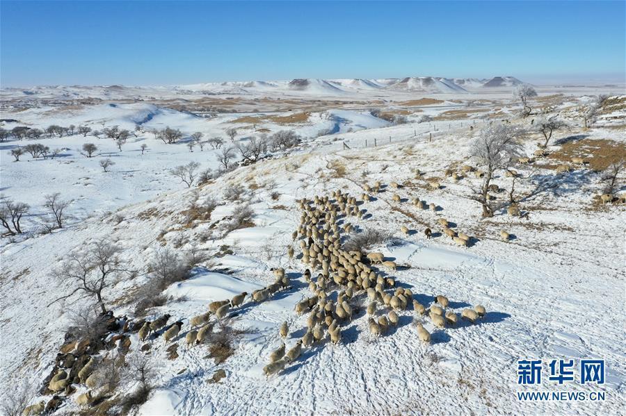 純白の雪に包まれた錫林郭勒草原の美しい冬景色　內(nèi)蒙古