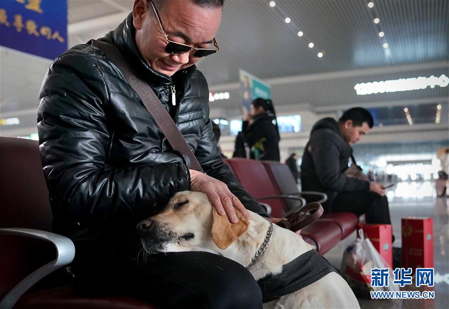 盲導(dǎo)犬が高速鉄道に同乗、目の不自由な乗客も安心　河南省