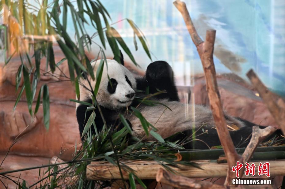 可愛いパンダの兄妹が南寧動物園にお目見え　広西