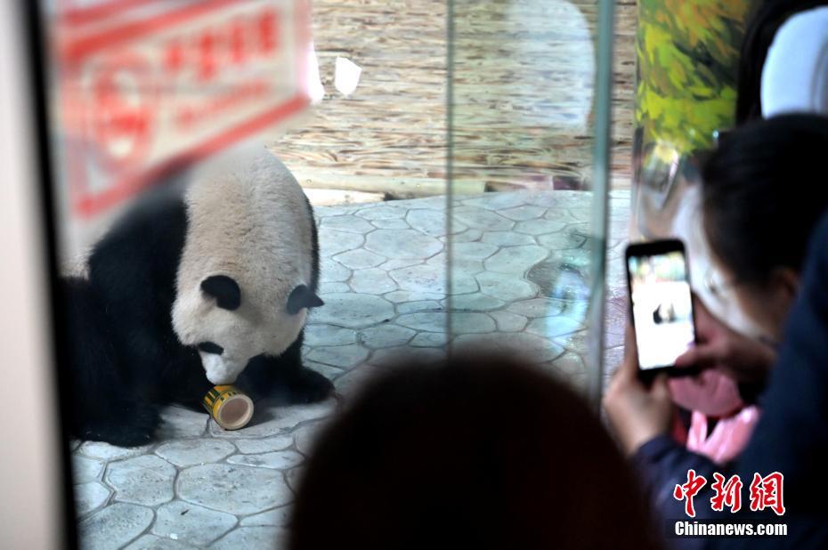 可愛いパンダの兄妹が南寧動(dòng)物園にお目見え　広西