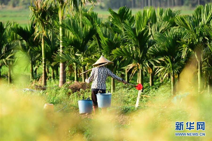 春の息吹が感じられる大地で、春の農(nóng)作業(yè)に勤しむ海南省瓊海市の農(nóng)民（撮影?蒙鐘徳）。