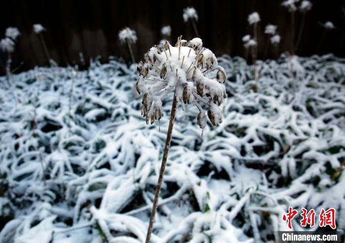 降雪が観測された重慶武陵山地區(qū)（資料提供?武陵山景勝區(qū)）。