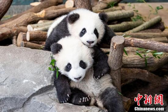 元?dú)荬い盲绚?！雙子の赤ちゃんパンダ　ドイツ?ベルリン動(dòng)物園