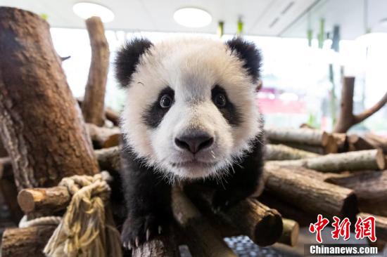 ドイツのベルリン動物園で元?dú)荬い盲绚み[びまわる雙子の赤ちゃんパンダ。