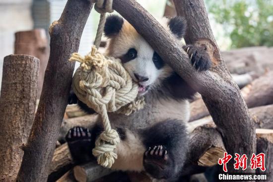 元気いっぱい！雙子の赤ちゃんパンダ　ドイツ?ベルリン動物園