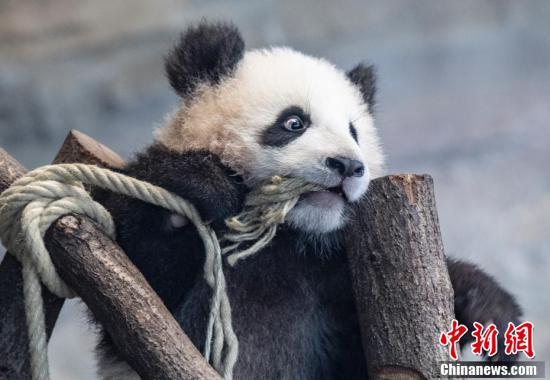 元?dú)荬い盲绚?！雙子の赤ちゃんパンダ　ドイツ?ベルリン動(dòng)物園