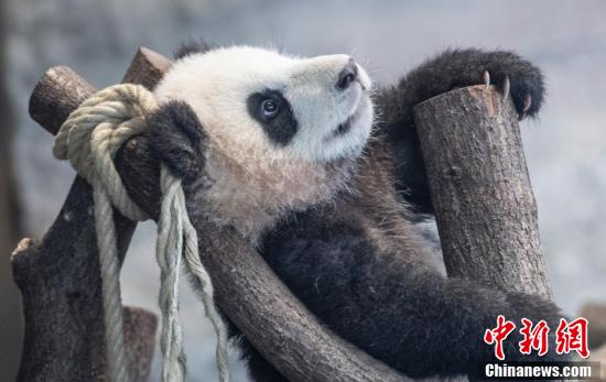 元気いっぱい！雙子の赤ちゃんパンダ　ドイツ?ベルリン動物園