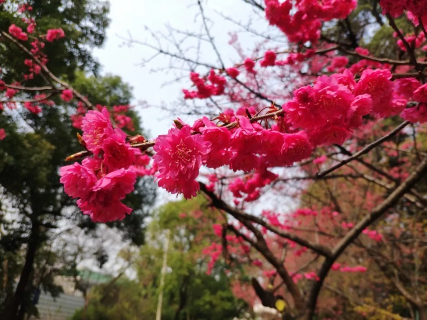 武漢大學(xué)の早咲き桜が開花　湖北省