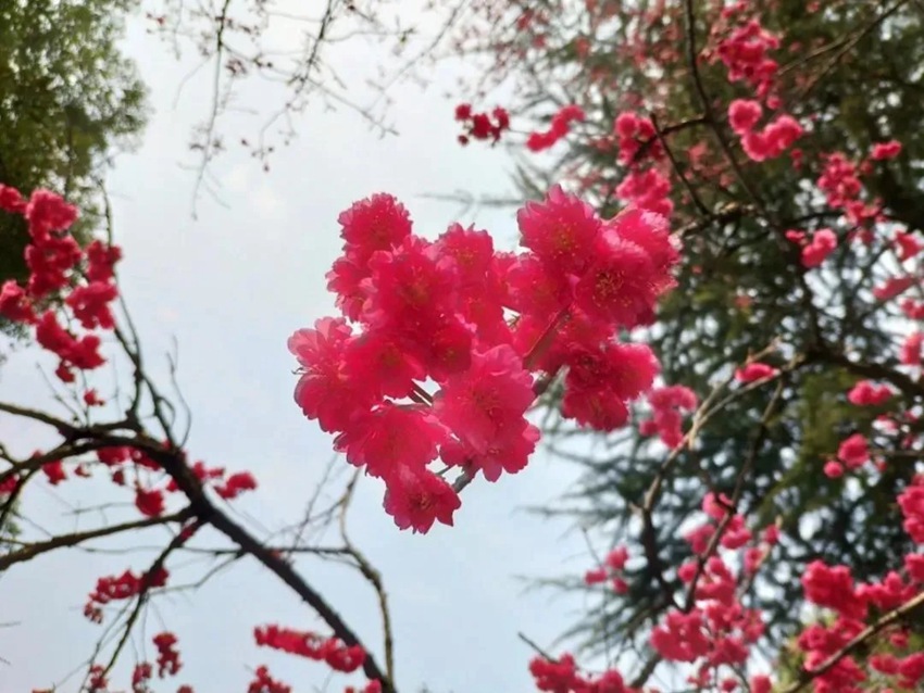 武漢大學(xué)の早咲き桜が開花　湖北省