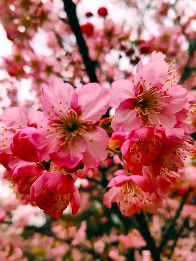 武漢大學(xué)の早咲き桜が開(kāi)花　湖北省