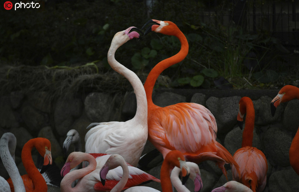 神戸王子動物園のフランミンゴ（寫真著作権は東方ICが所有のため転載禁止）。