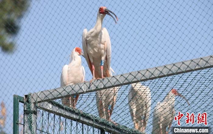 浙江省徳清県、トキの孵化シーズンに入る