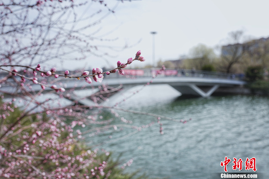 快晴の北京、春の暖かさで花が咲き亂れる玉淵潭公園