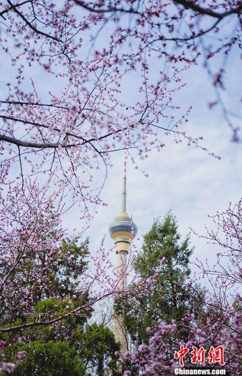 快晴の北京、春の暖かさで花が咲き亂れる玉淵潭公園