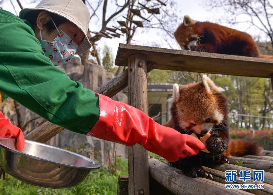 動(dòng)物たちの安全守り続ける武漢動(dòng)物園　湖北省