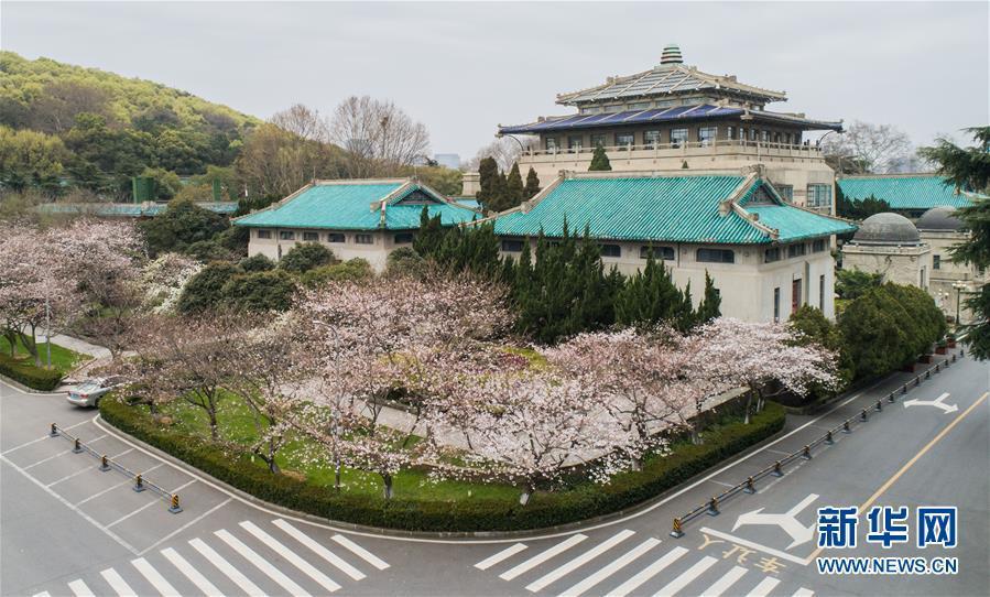 武漢大學(xué)キャンパスの一角（3月16日撮影?程敏）。