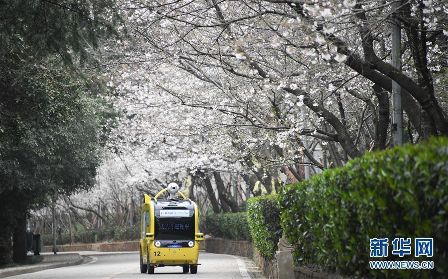 武漢大學(xué)が「クラウド花見」で學(xué)內(nèi)の桜並木をネット公開　湖北省