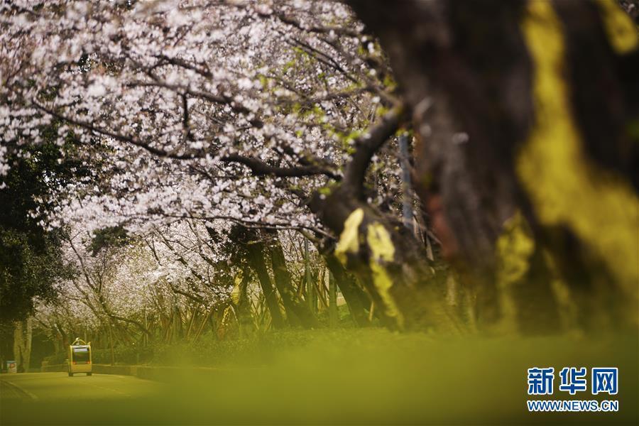 武漢大學が「クラウド花見」で學內の桜並木をネット公開　湖北省