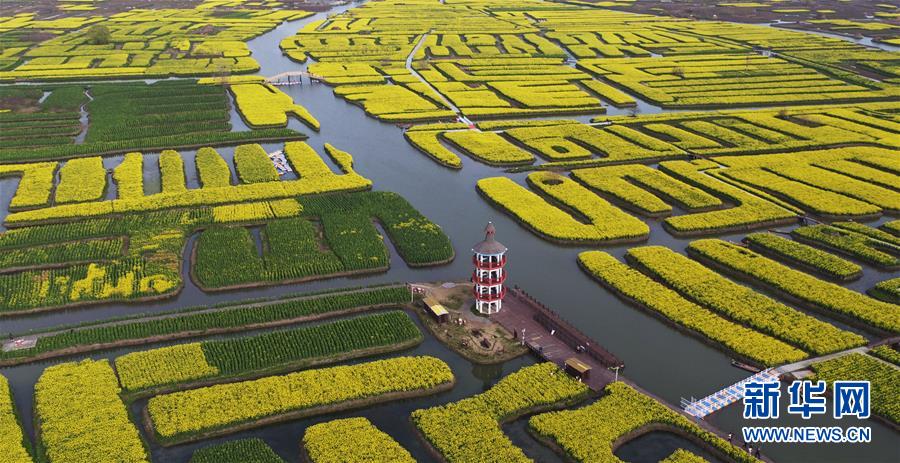 春真っ盛り、水郷を黃色く染める満開(kāi)の菜の花畑　江蘇省興化市