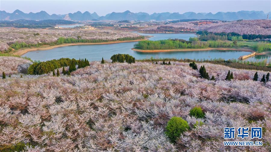 春分到來して桜が開花　貴州?桜花観光園