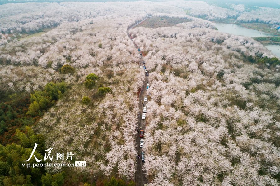 桜の花が咲きほこり、一帯がピンク色に染まった安徽省宣城市