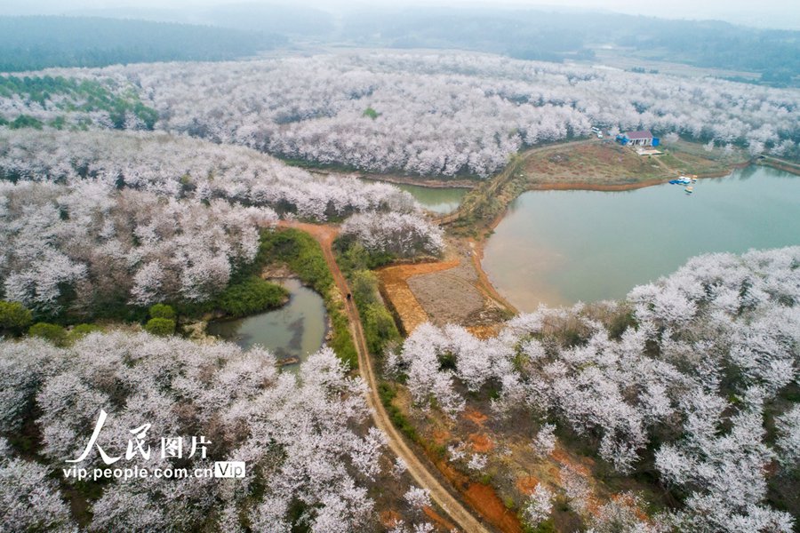 桜の花が咲きほこり、一帯がピンク色に染まった安徽省宣城市