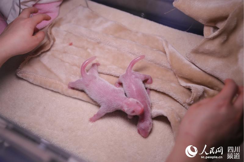 3月21日に生まれたパンダの赤ちゃん。（畫像は成都ジャイアントパンダ繁育研究基地が提供）