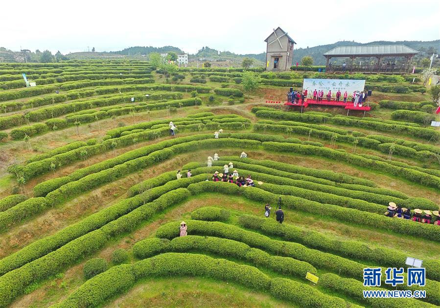 福州市の春茶祭り、オンラインで開催　お茶の楽しみを體験