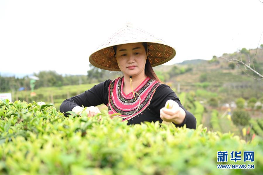 福州市の春茶祭り、オンラインで開催　お茶の楽しみを體験