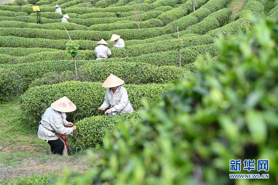 福州市の春茶祭り、オンラインで開催　お茶の楽しみを體験