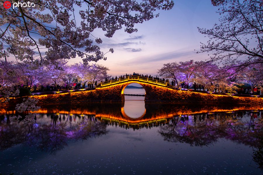 江蘇省無錫太湖黿頭渚景勝地の美しい夜桜（撮影?成加貝/寫真著作権は東方ICが所有のため転載禁止）。