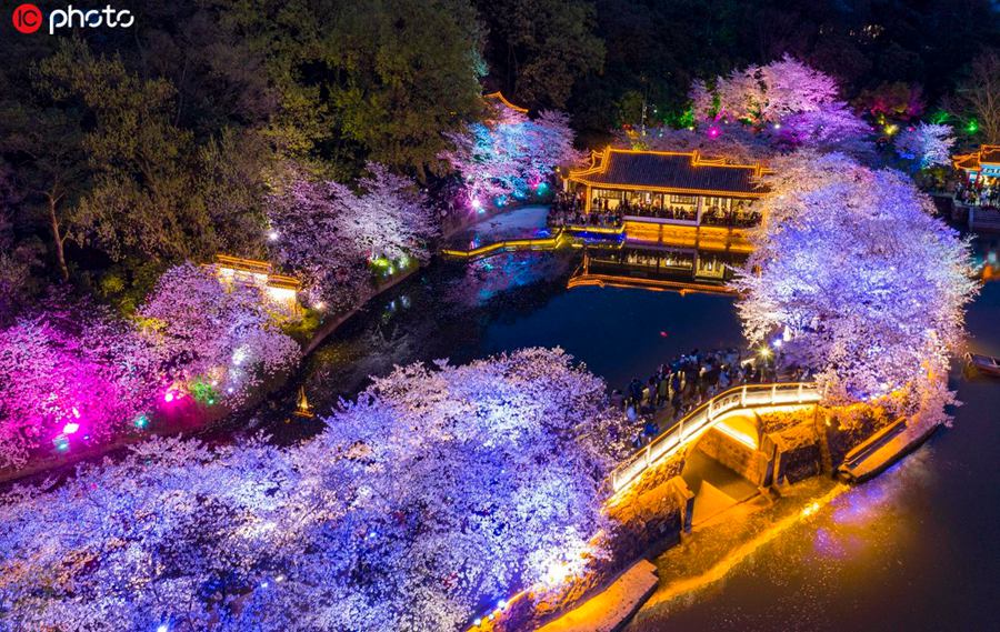 ライトアップされた幻想的な美しさで人々を魅了！江蘇無錫市太湖の夜桜