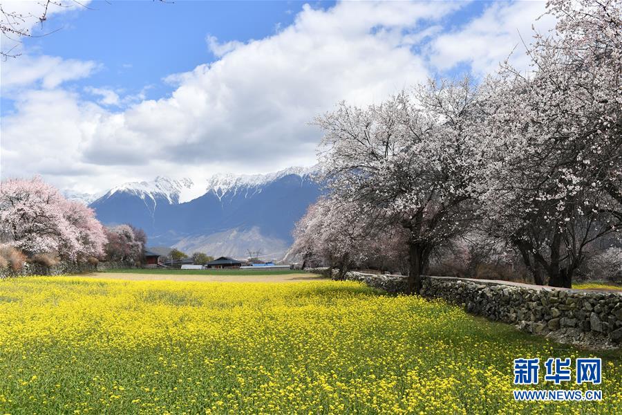 3月26日、チベット?ニンティ市波密（ポメ）県達(dá)闘村の田園風(fēng)景（撮影?詹彥）。