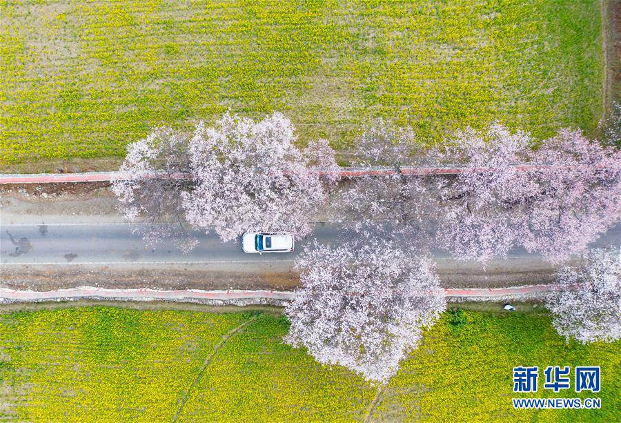 満開を迎えたチベット林芝の桃の花