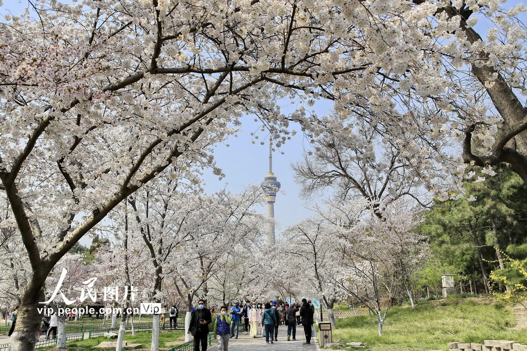 北京玉淵潭公園の満開のサクラ（撮影?劉憲國/寫真著作権は人民図片が所有のため転載禁止）。?