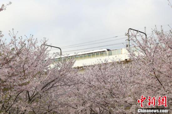 上海南浦大橋下のサクラが満開に