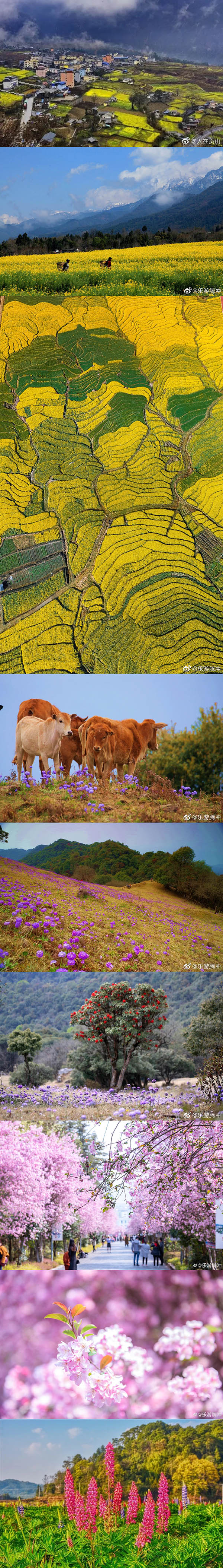 春到來！中國各地の文化?観光局が咲き亂れる花の畫像を一斉にアップ