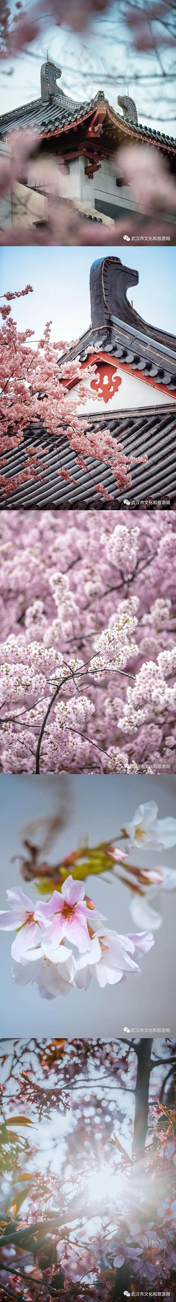 春到來！中國各地の文化?観光局が咲き亂れる花の畫像を一斉にアップ