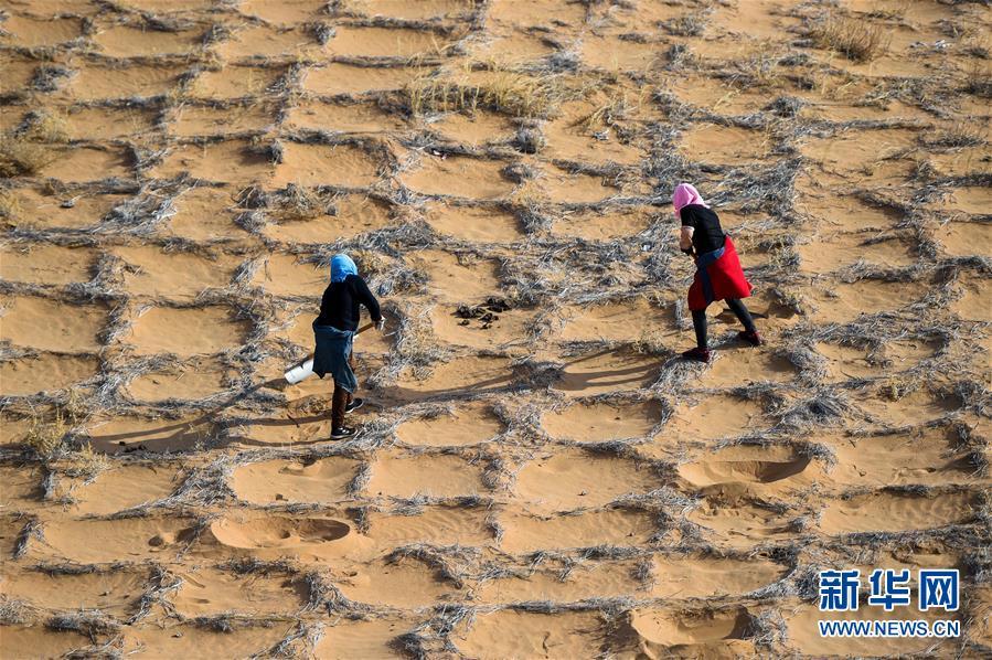 トングリ砂漠、砂漠化対策に勤しむ労働者