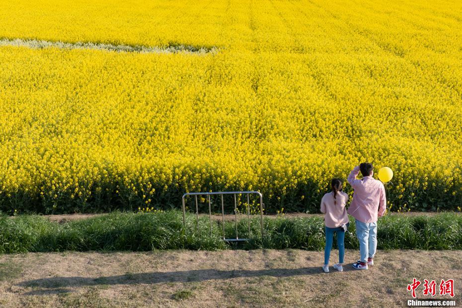 一面黃色に染まった菜の花畑を疾走する駿馬　江蘇省白馬湖畔