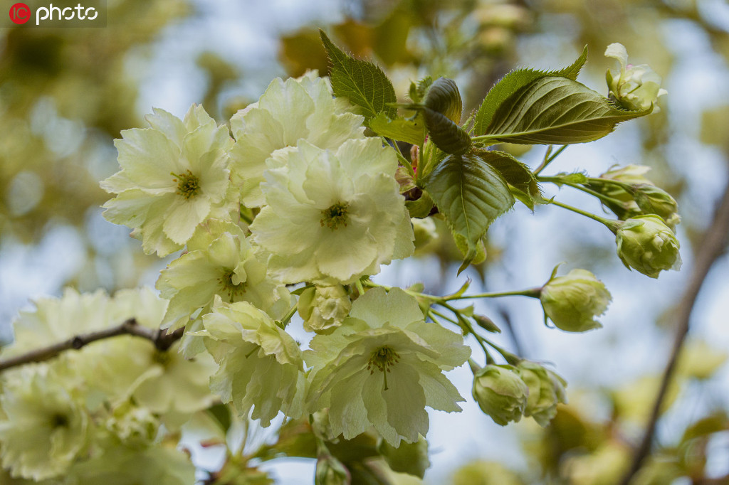 薄い緑色の「ウコン桜」（寫真著作権は東方ICが所有のため転載禁止）。