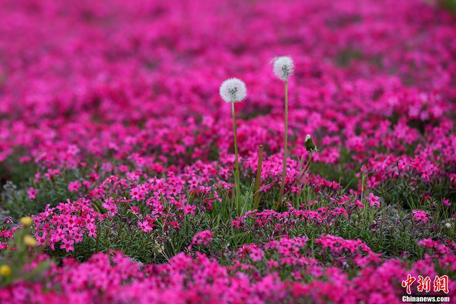 「カラフルな絨毯」白馬湖の芝桜が満開に　江蘇省