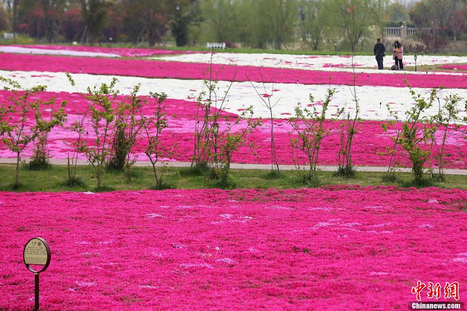 「カラフルな絨毯」白馬湖の芝桜が満開に　江蘇省