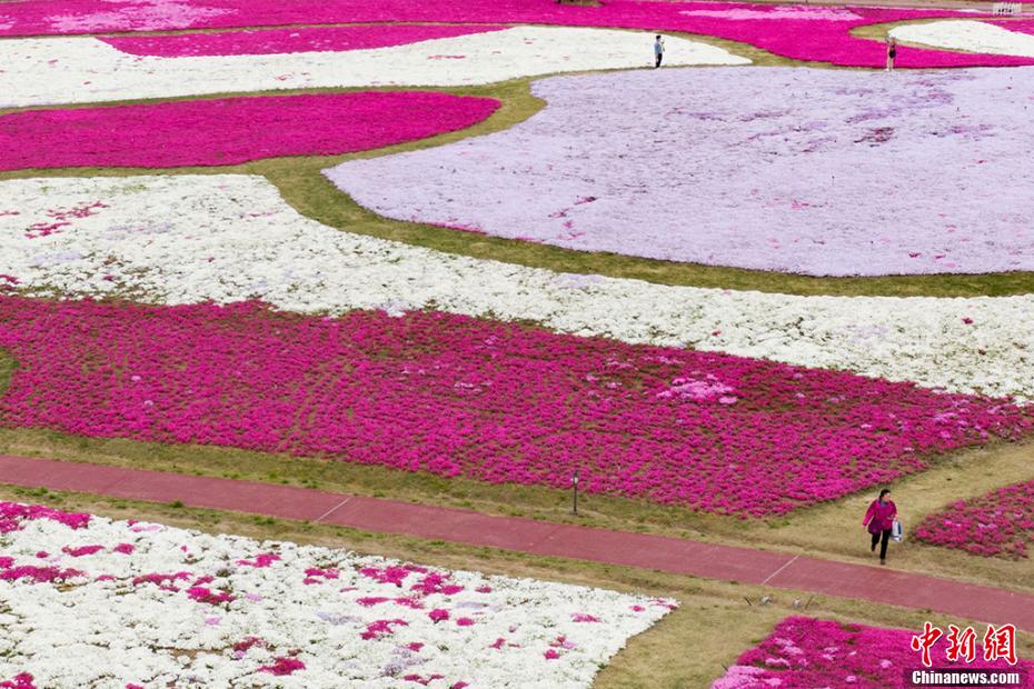 「カラフルな絨毯」白馬湖の芝桜が満開に　江蘇省