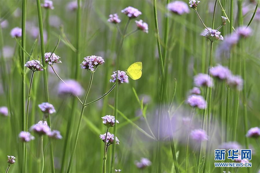 園內(nèi)に溢れる春景色 広西?南寧園博園