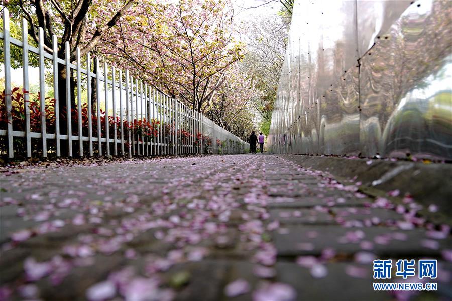 桜の花びらが敷き詰められた道を楽しめるスポット登場　上海市