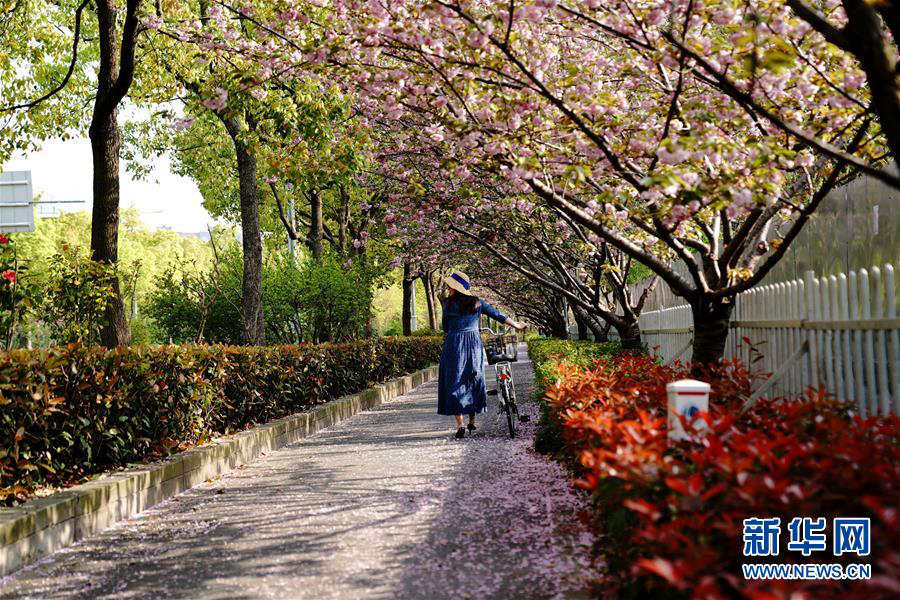 桜の花びらが敷き詰められた道を楽しめるスポット登場(chǎng)　上海市